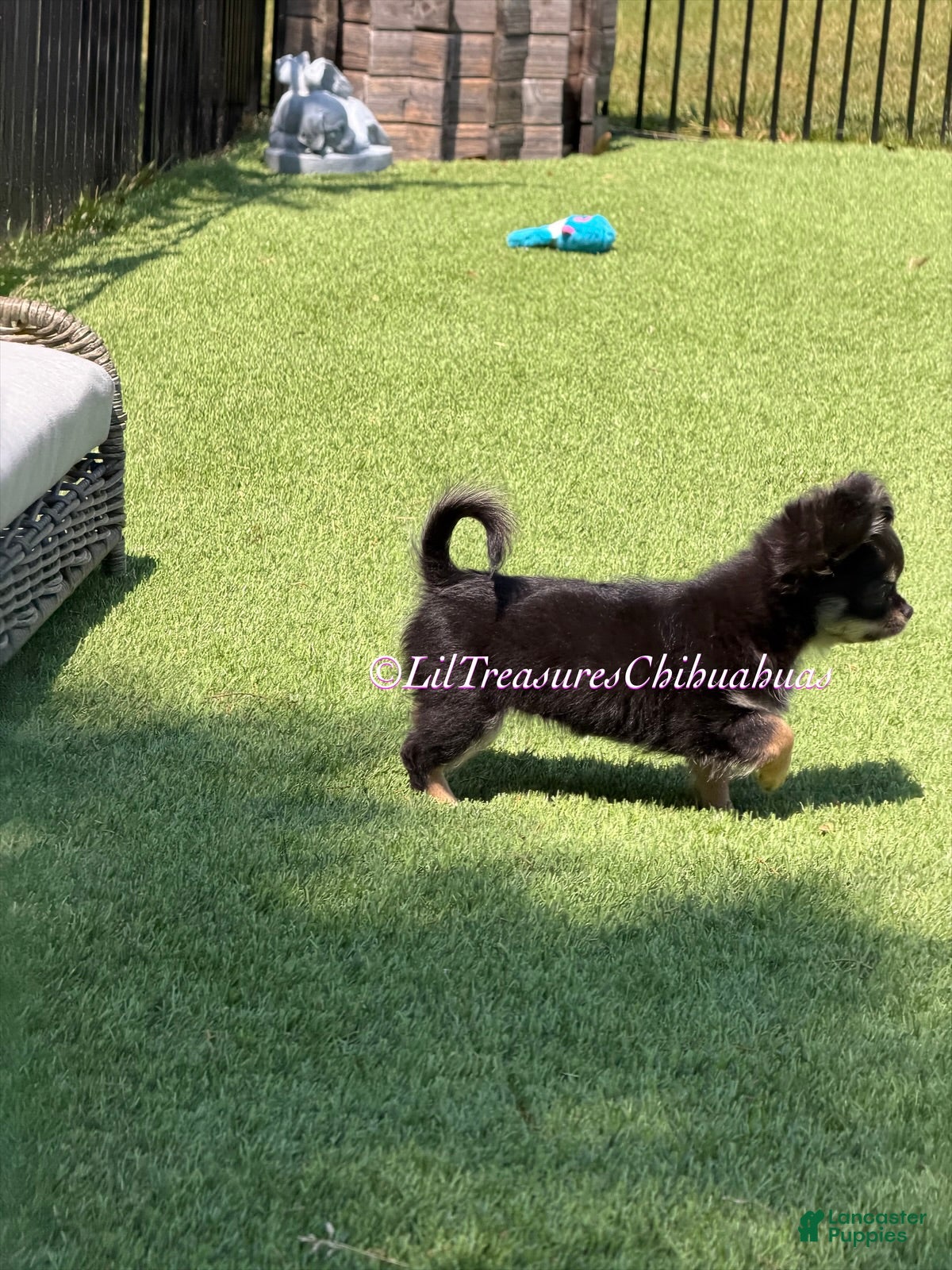 Chihuahua dogs Nancy - Ad 2