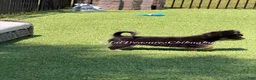Chihuahua dogs for sale: Nancy - Ad 2