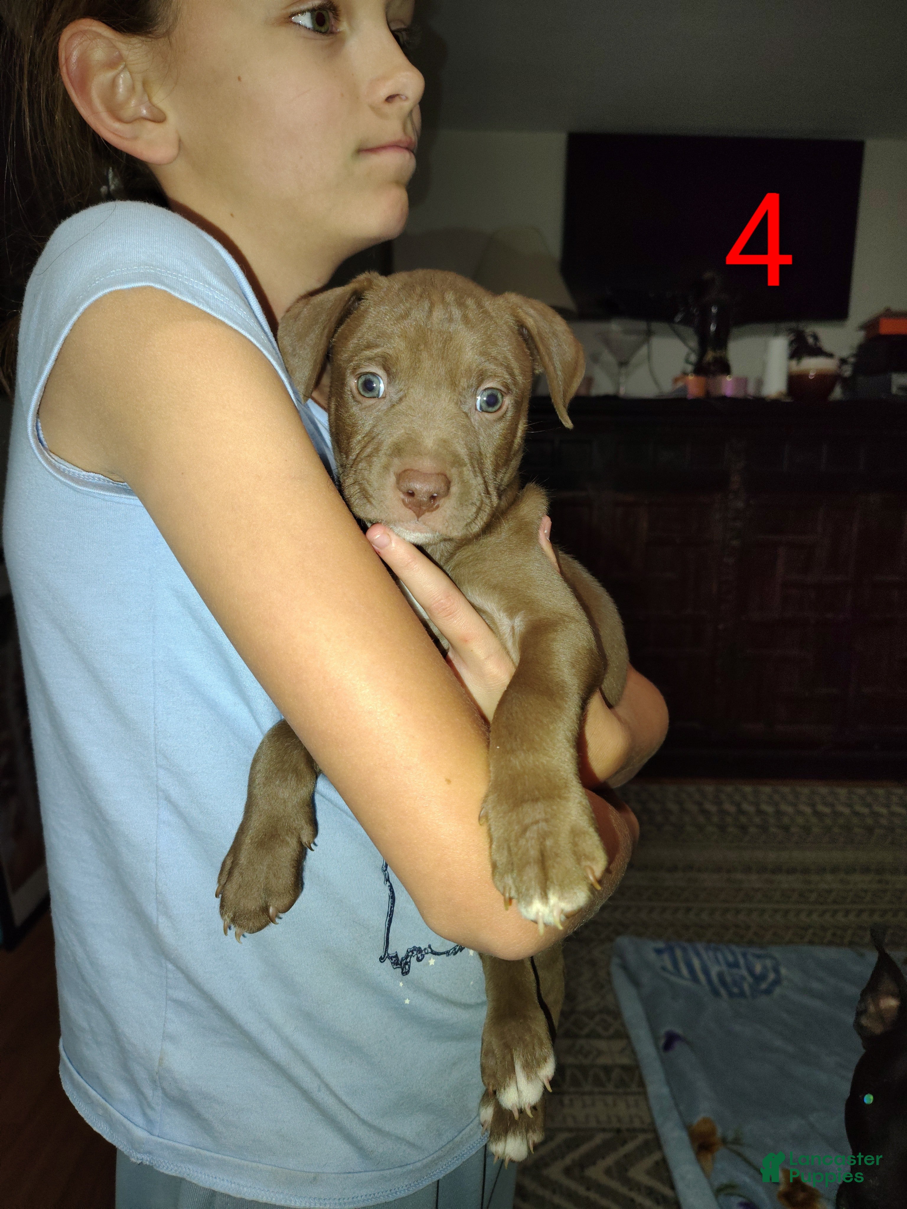 American Pit Bull Terrier dogs American Pit Bull Terrier Puppy 2 - Ad 2