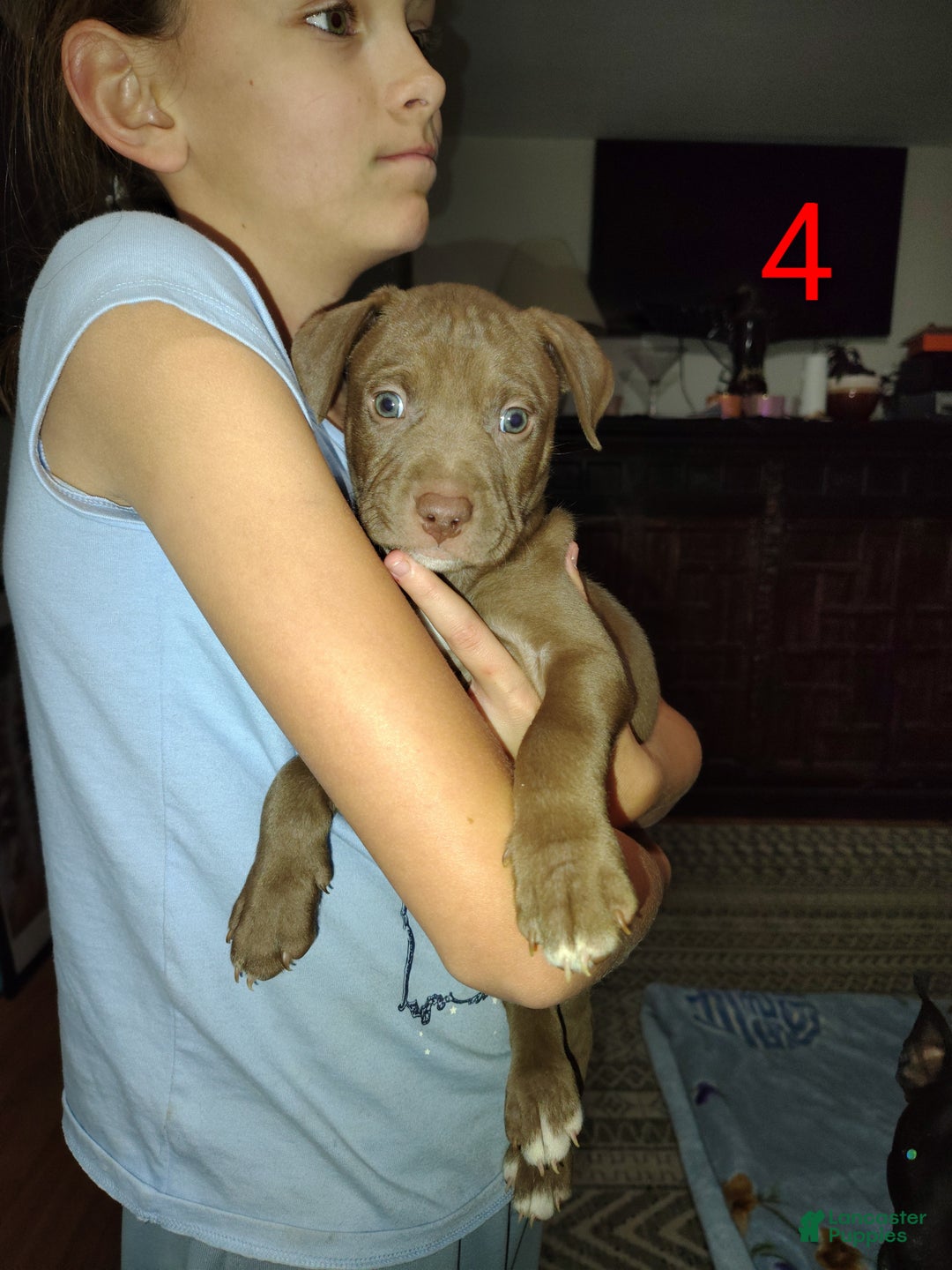 American Pit Bull Terrier dogs for sale: American Pit Bull Terrier Puppy 2 - Ad 1