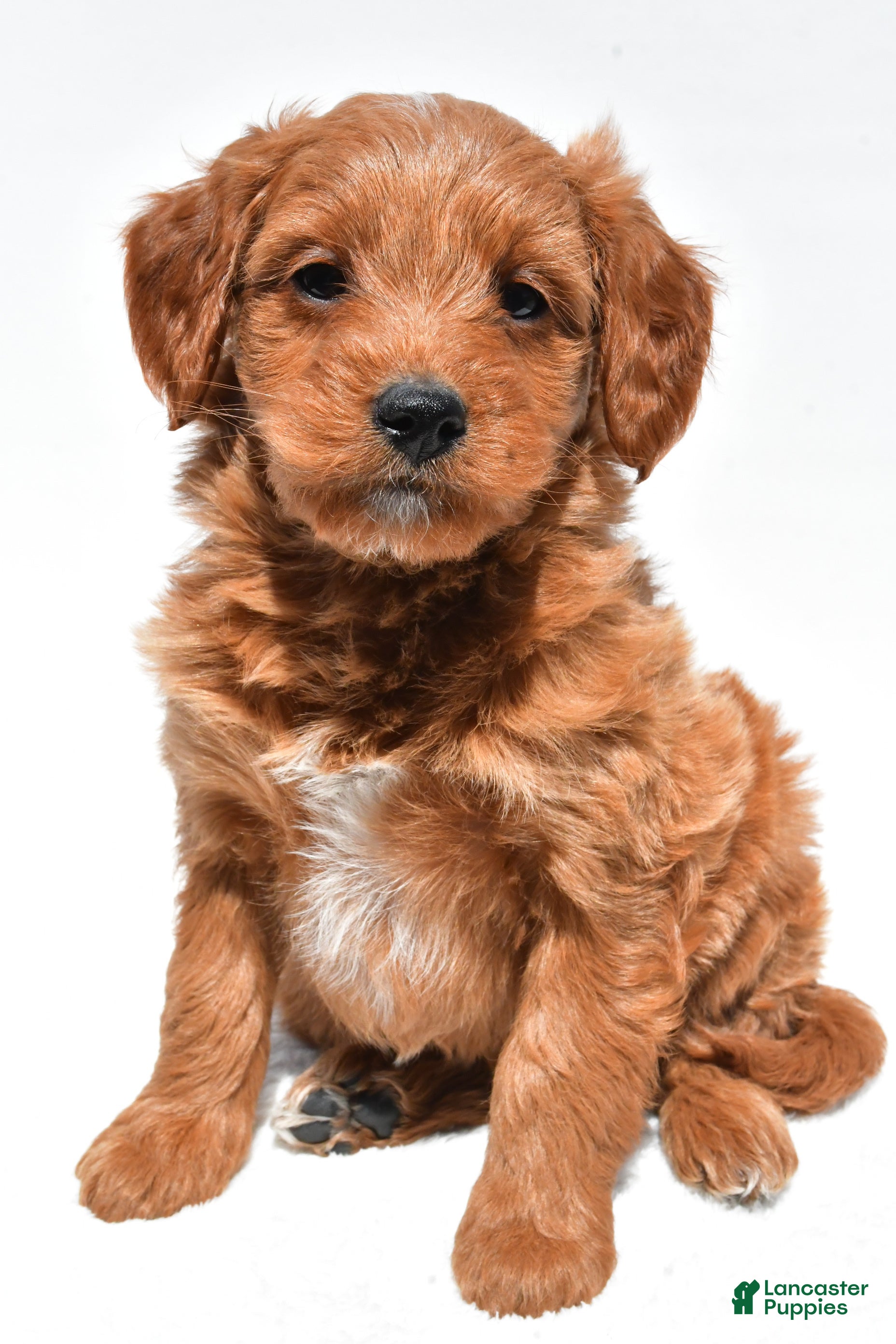 Mini Goldendoodle dogs Derrick - Ad 2