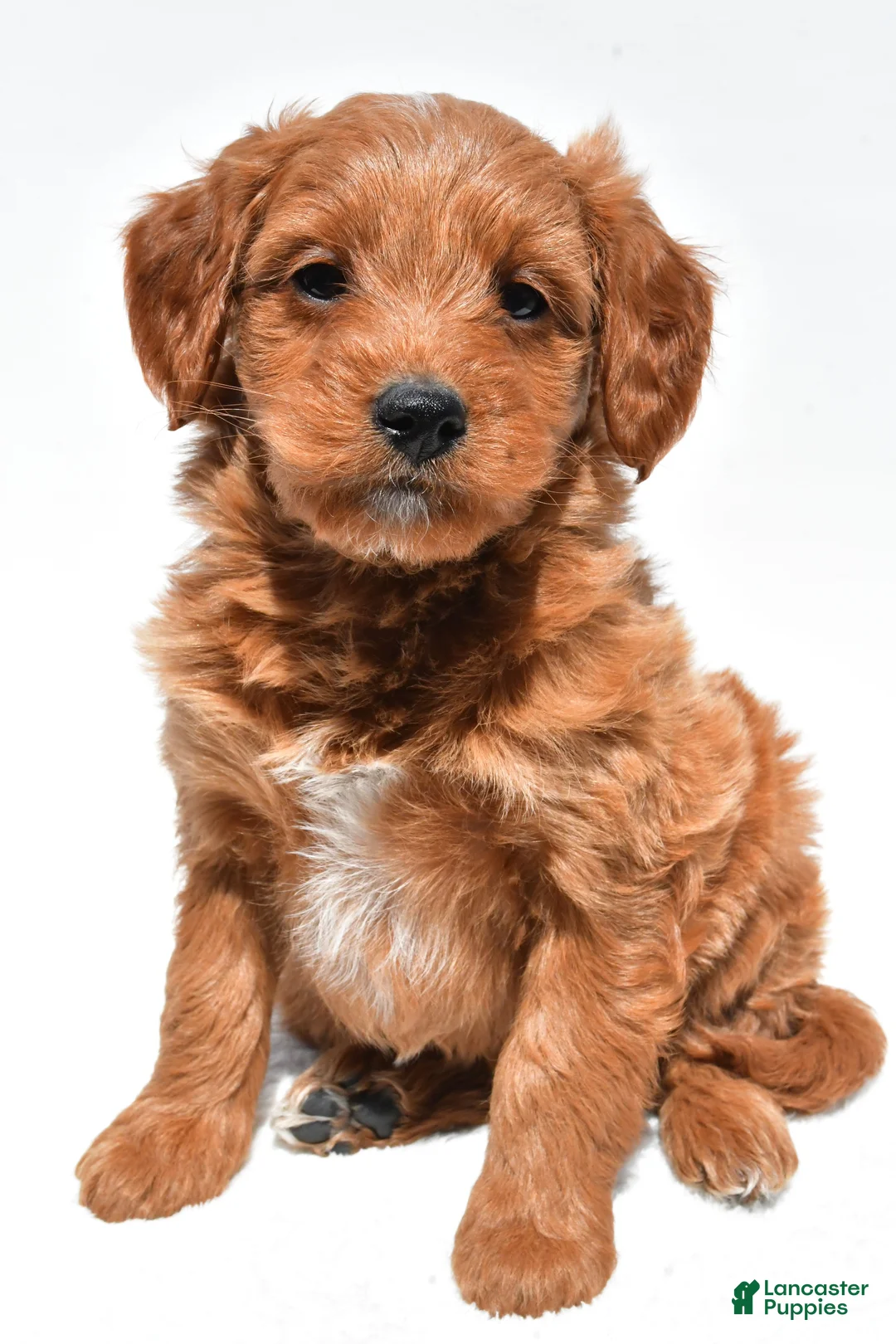 Mini Goldendoodle dogs for sale: Derrick - Ad 2