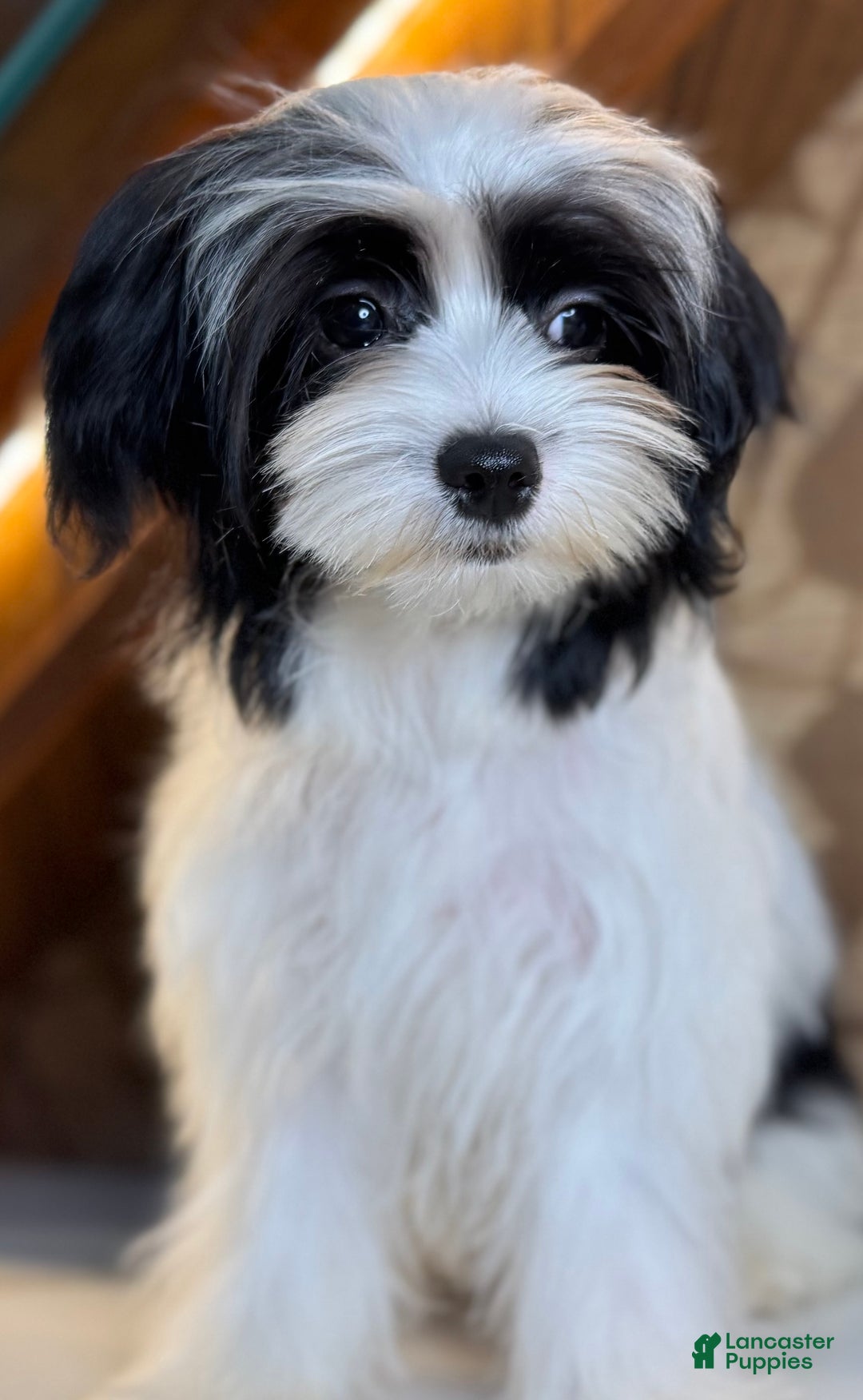 Morkie dogs for sale: Michael  - Ad 2