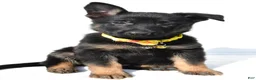 German Shepherd dogs for sale: Luke - Ad 6