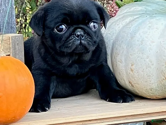 Pug dogs for sale: Chloe - Ad 1