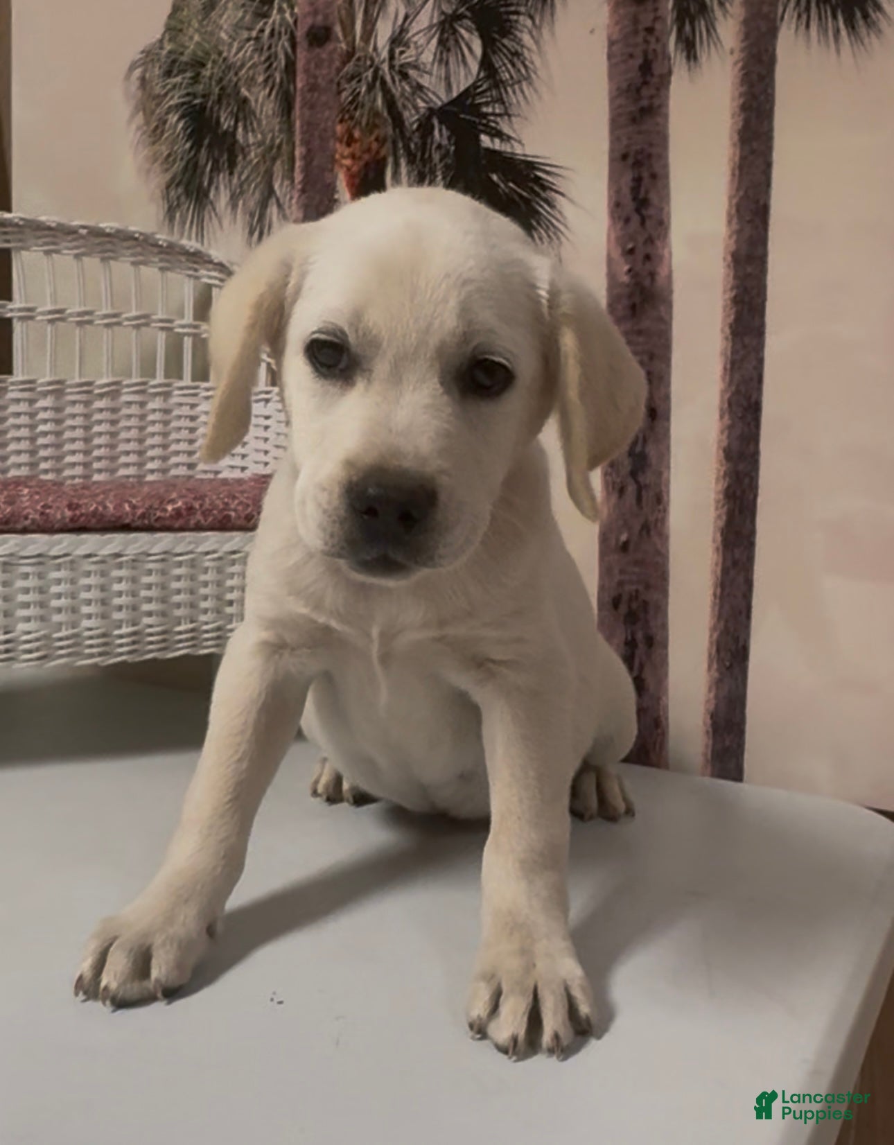 Labrador Retriever dogs for sale: Labrador Retriever Jackie - Ad 68
