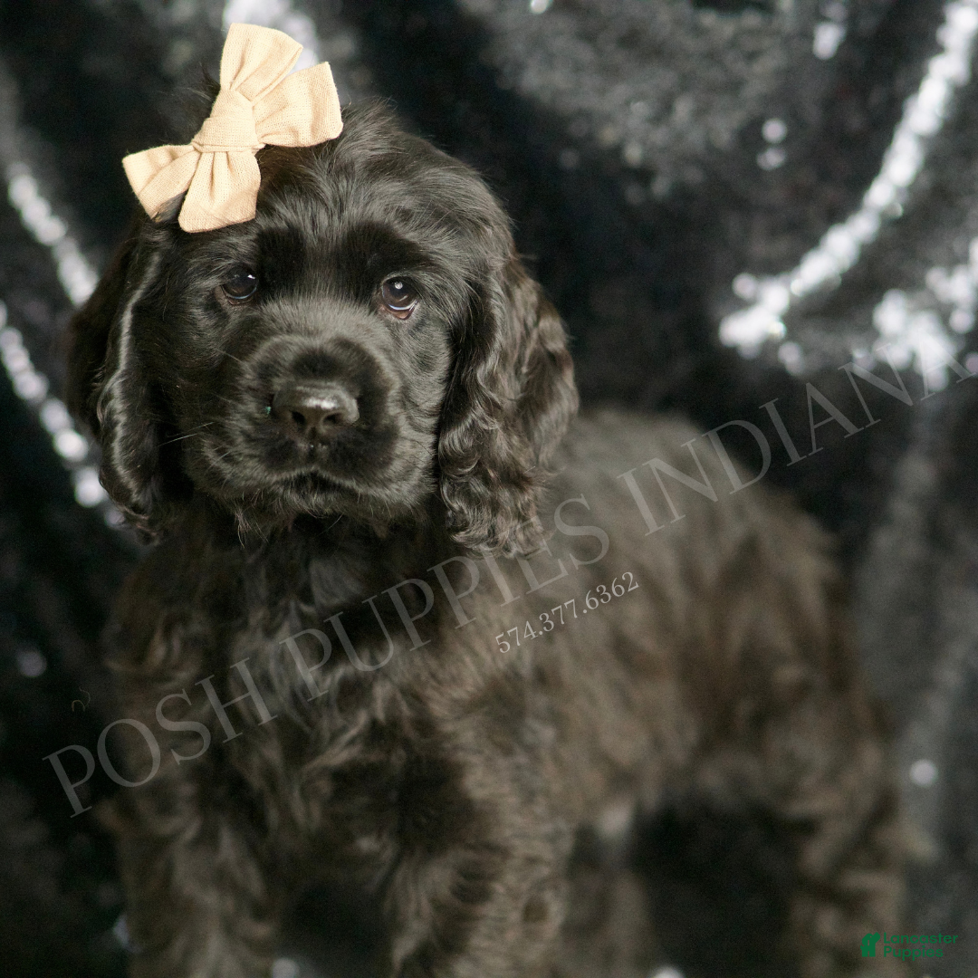 Cocker Spaniel dogs for sale: Freddy - Ad 4