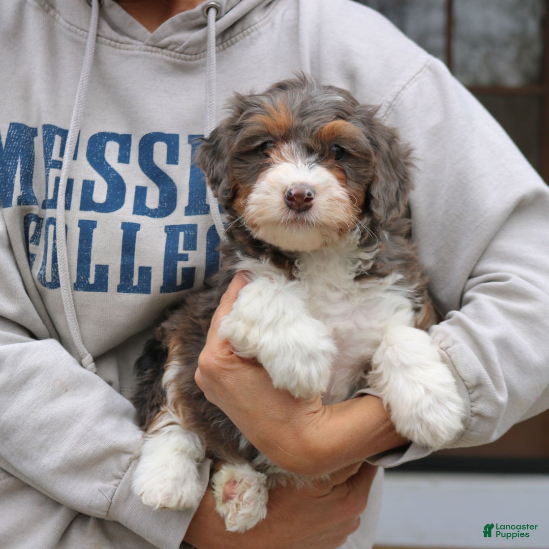 Mini Bernedoodle dogs for sale: Riley  - Ad 3