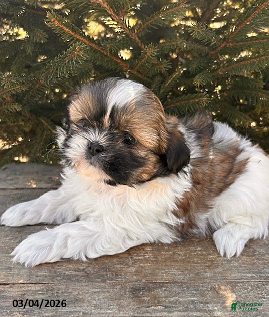 Shih Tzu dogs Jemmy - Ad 2