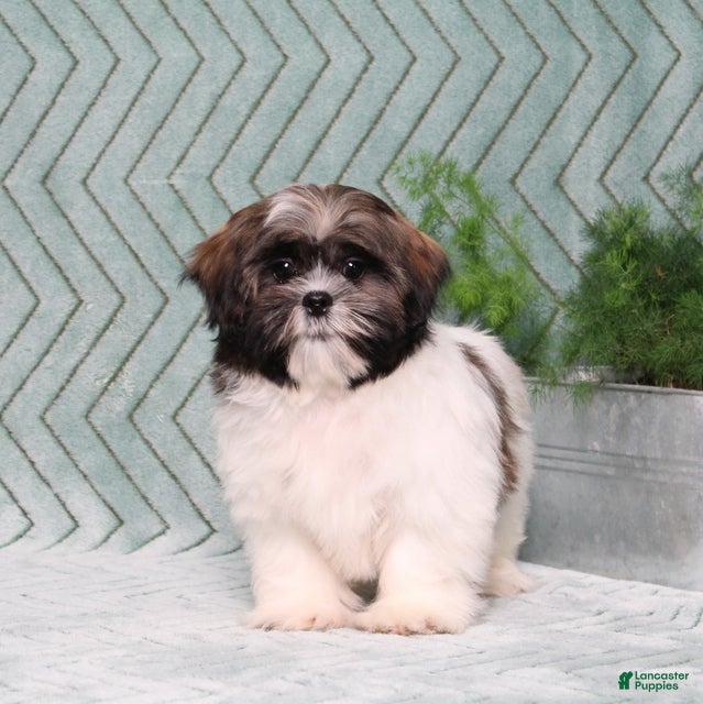 Shih Tzu dogs Irving - Ad 1