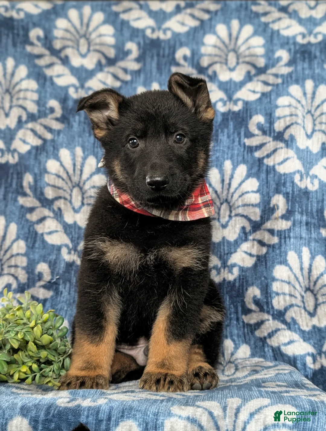 German Shepherd dogs for sale: Cassidy - Ad 4