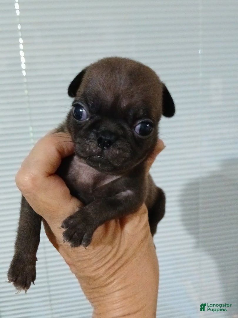 Pug dogs Pug Male 1 - Ad 7