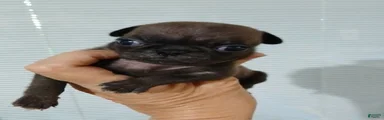 Pug Male 1
