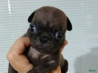 Pug dogs Pug Male 1 - Ad 7