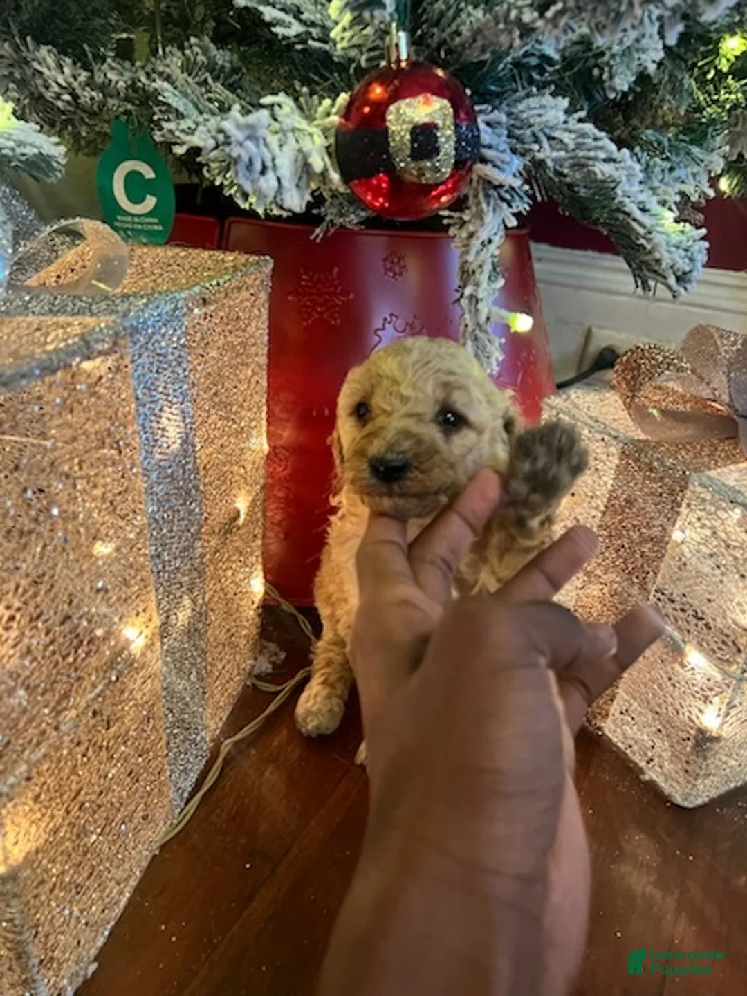 Standard Poodle dogs for sale: Tommy - Ad 5