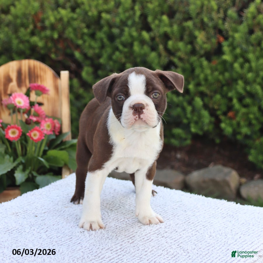 Boston Terrier dogs for sale: Dash - Ad 3