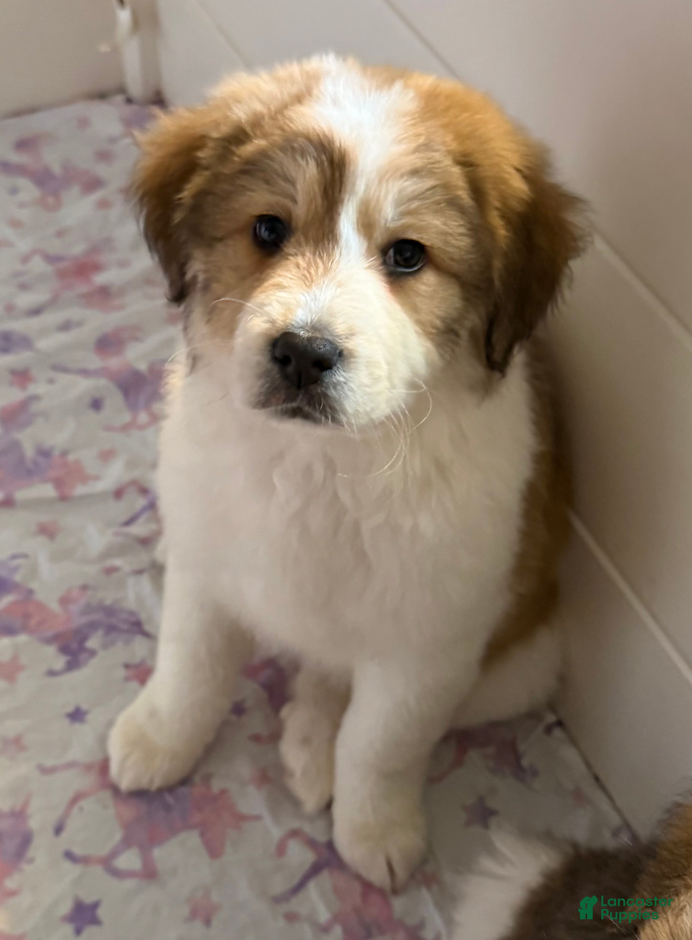 Mixed Breed dogs Piper - Ad 2