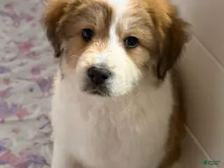 Mixed Breed dogs Piper - Ad 17