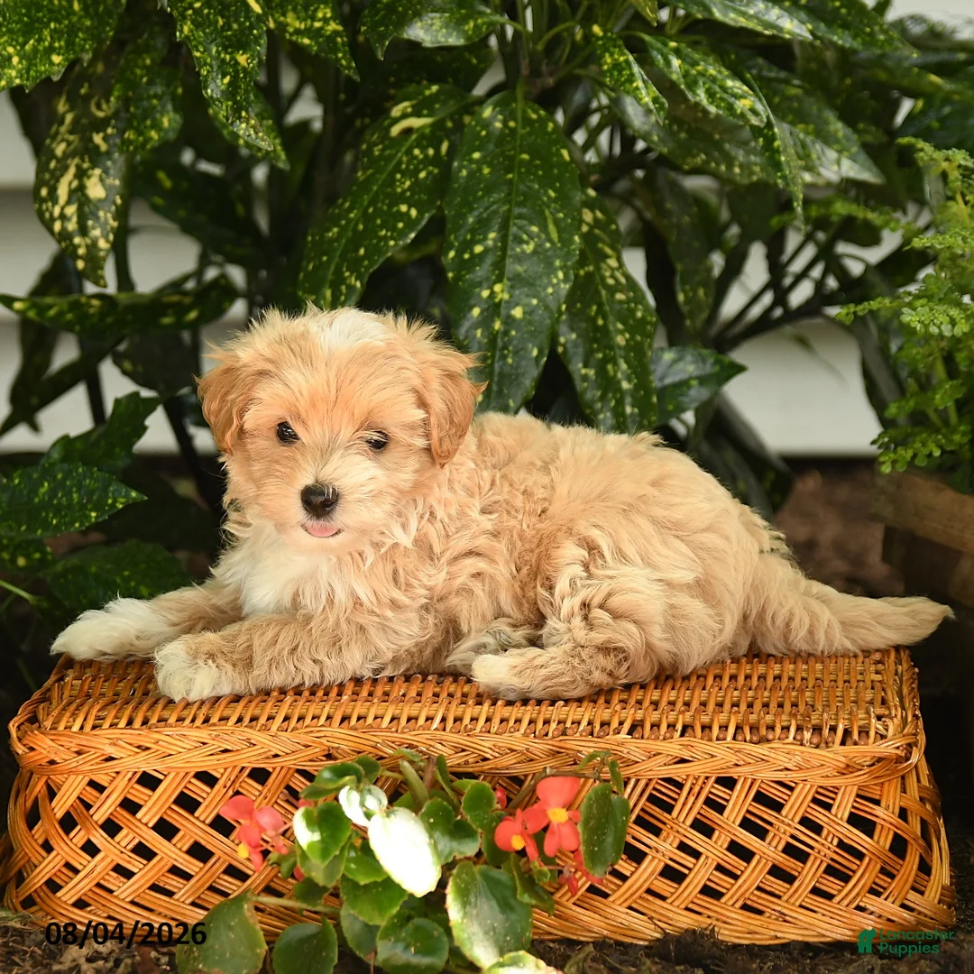 Maltipoo dogs for sale: Preston - Ad 3