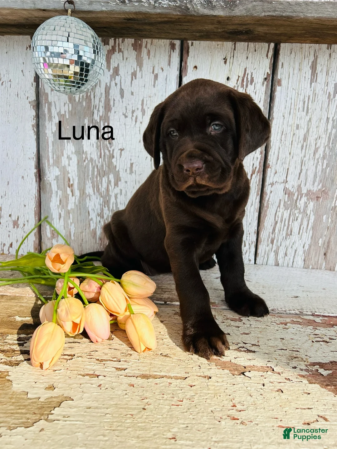Labrador Retriever dogs for sale: Luna - Ad 1