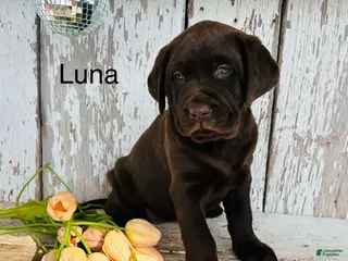 Labrador Retriever dogs Luna - Ad 26