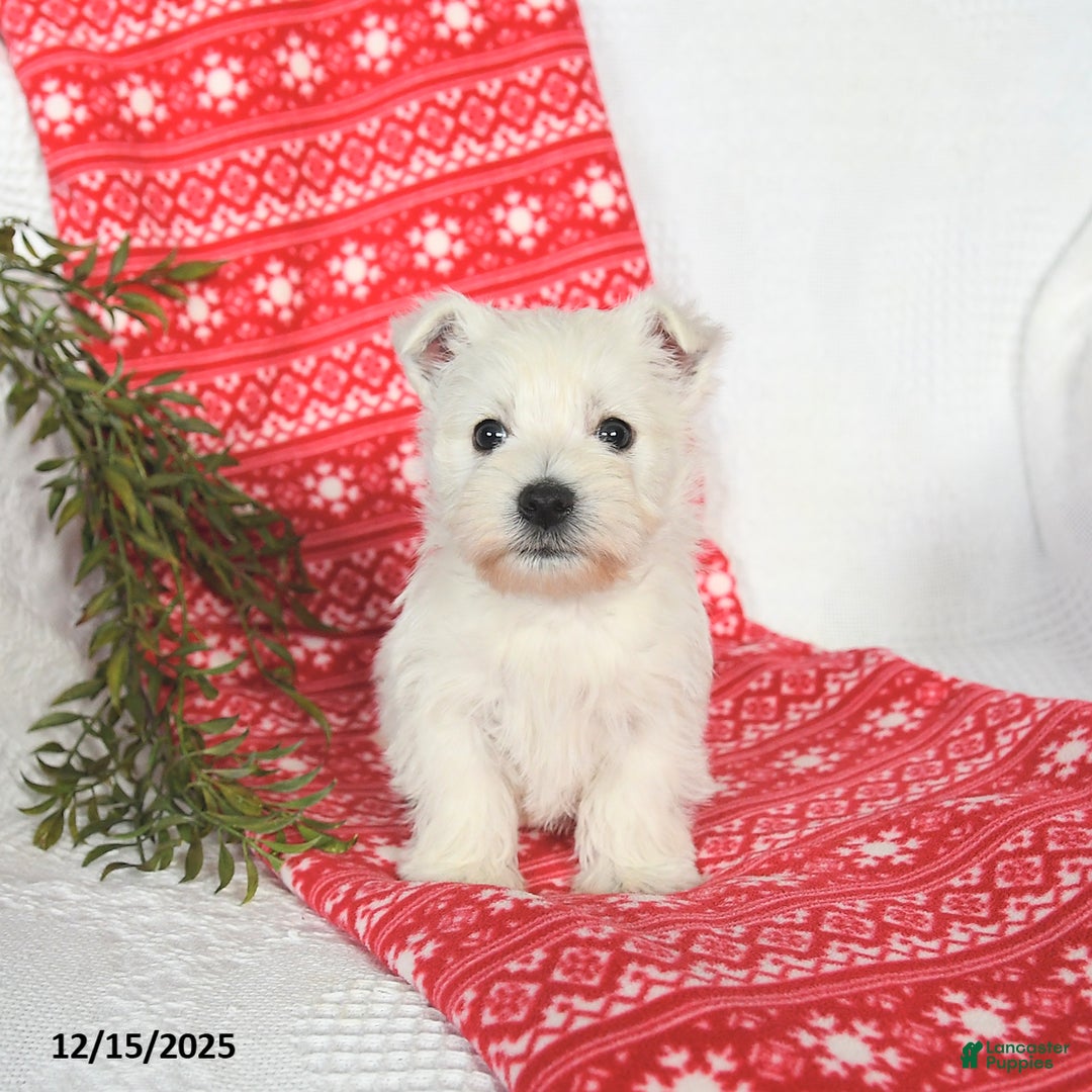 West Highland Terrier dogs for sale: Sunny   - Ad 2