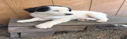 Border Collie dogs for sale: Border Collie 1 - Ad 2