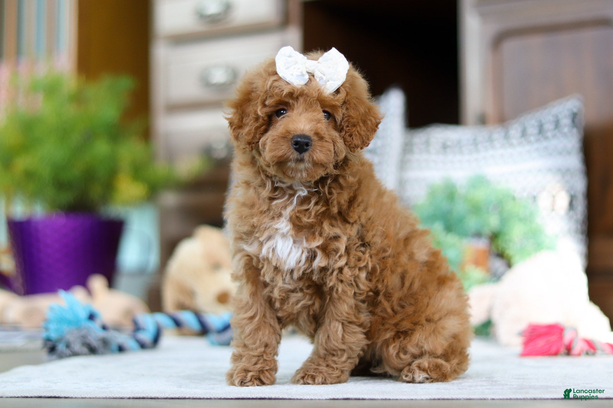 Miniature Poodle dogs Lorene - Ad 34