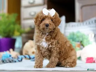 Miniature Poodle dogs Lorene - Ad 34