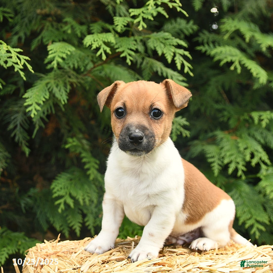 Jack Russell Terrier Puppies for sale in Manhattan, New York