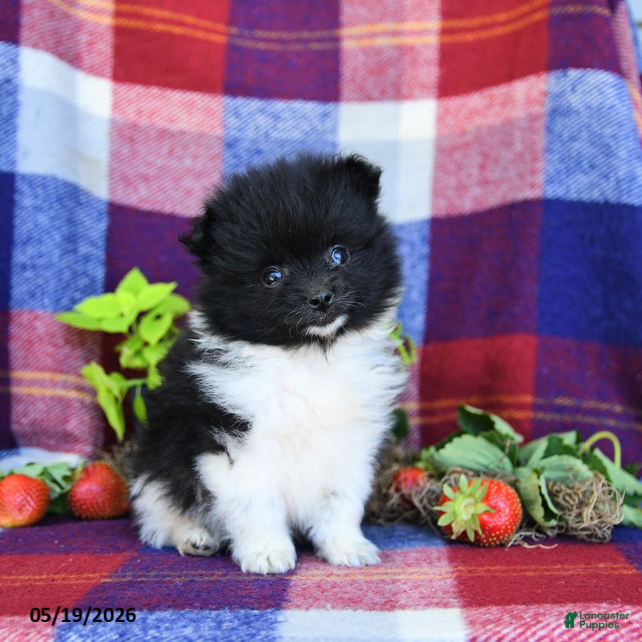 Pomeranian dogs Fluff  - Ad 1