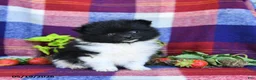 Pomeranian dogs for sale: Fluff  - Ad 1