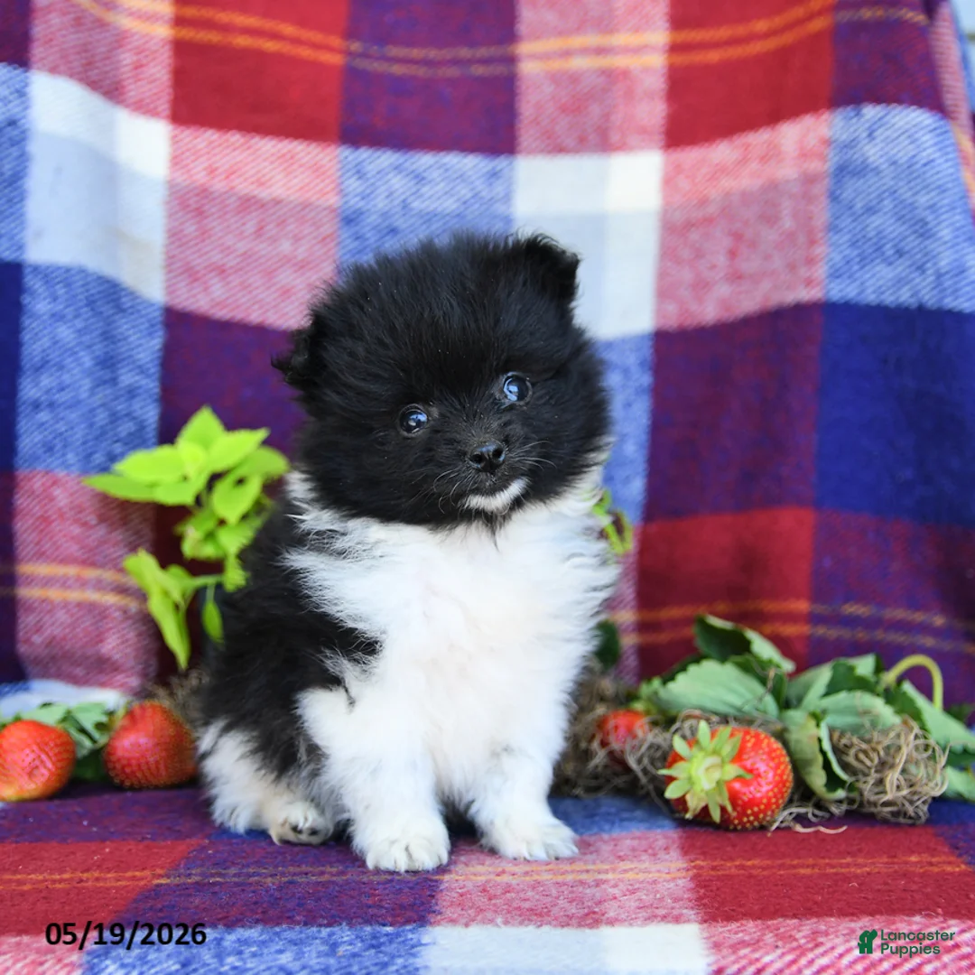 Pomeranian dogs for sale: Fluff  - Ad 1