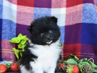 Pomeranian dogs for sale: Fluff - Ad 1