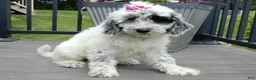 Sheepadoodle dogs for sale: Brooke-MEDIUM - Ad 4