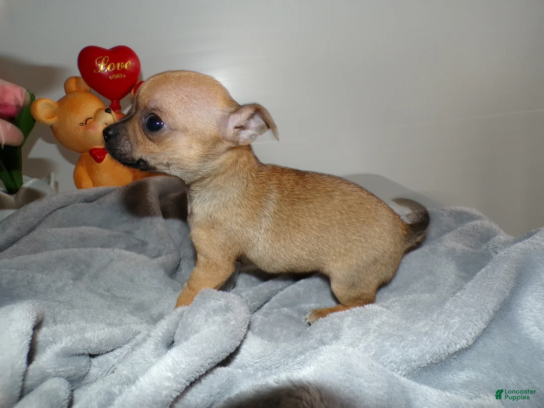 Chihuahua dogs for sale: Chihuahua Puppy 4 Lolly pops - Ad 4