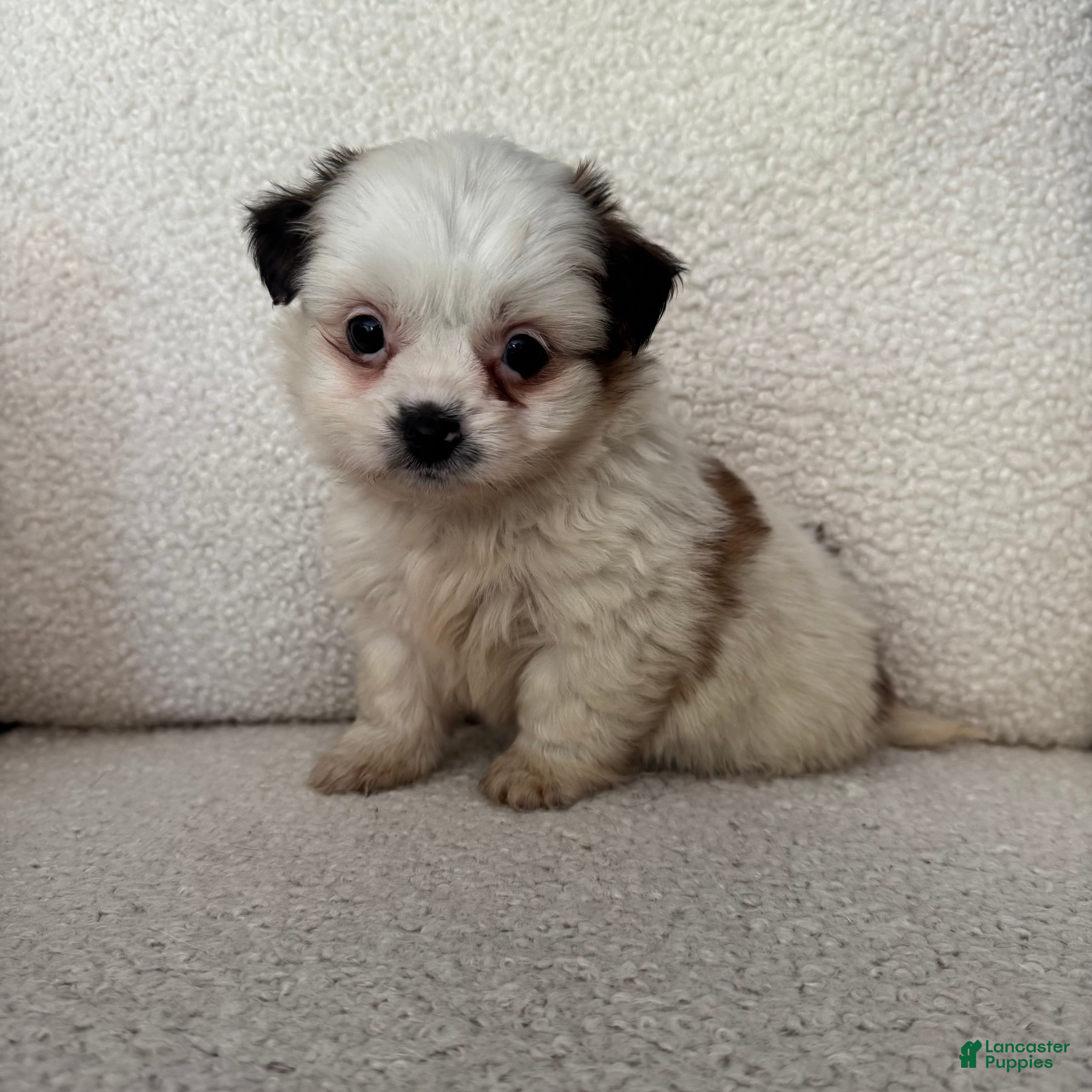 Shorkie dogs May - Ad 13