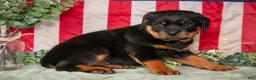Rottweiler dogs for sale: Sassy - Ad 3