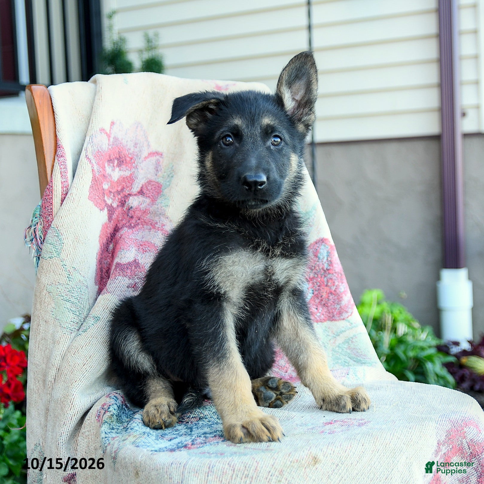 German Shepherd dogs Asher - Ad 2