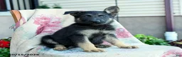 German Shepherd dogs for sale: Asher - Ad 2