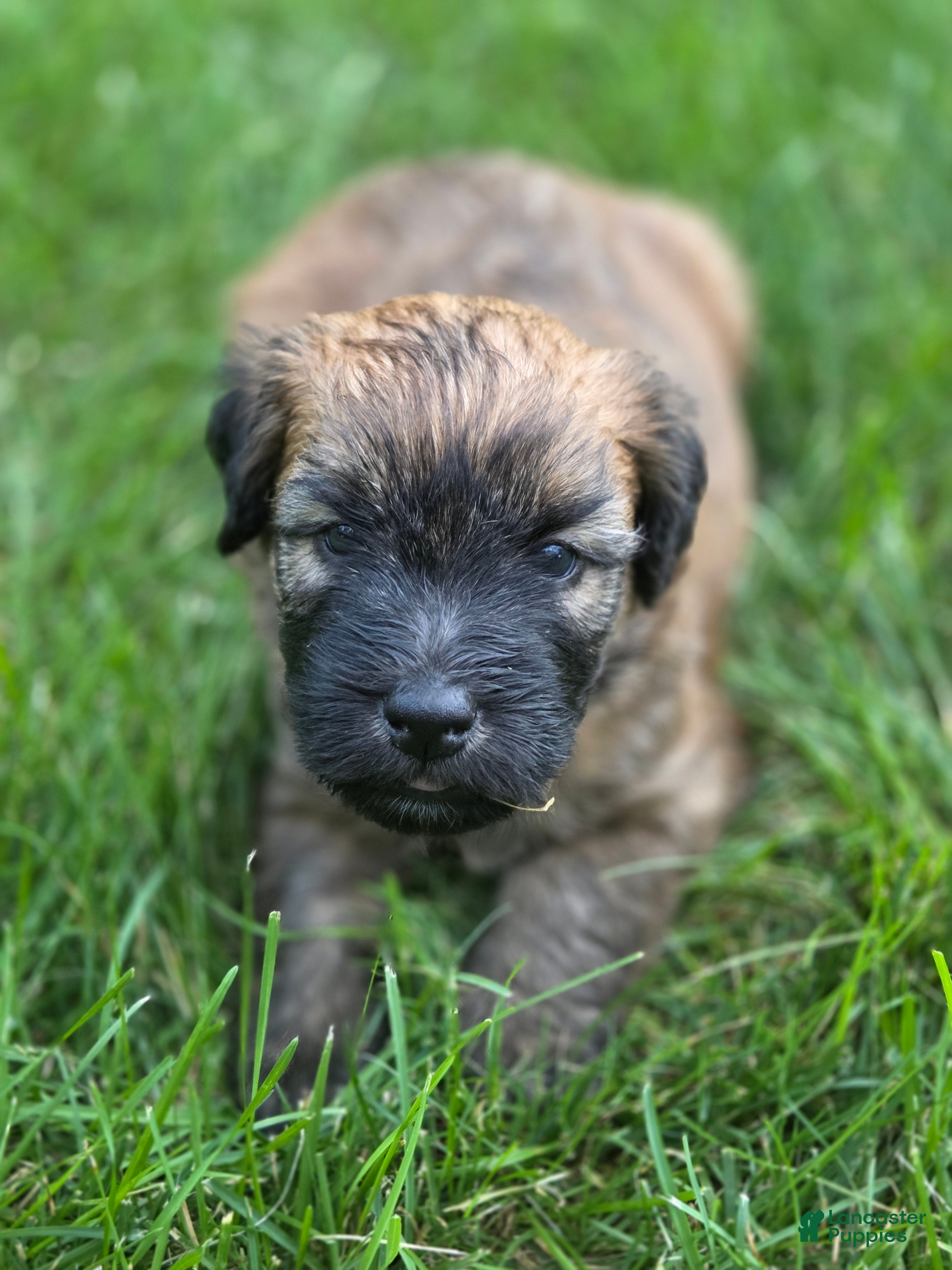 Soft Coated Wheaten Terrier dogs Chessy - Ad 2