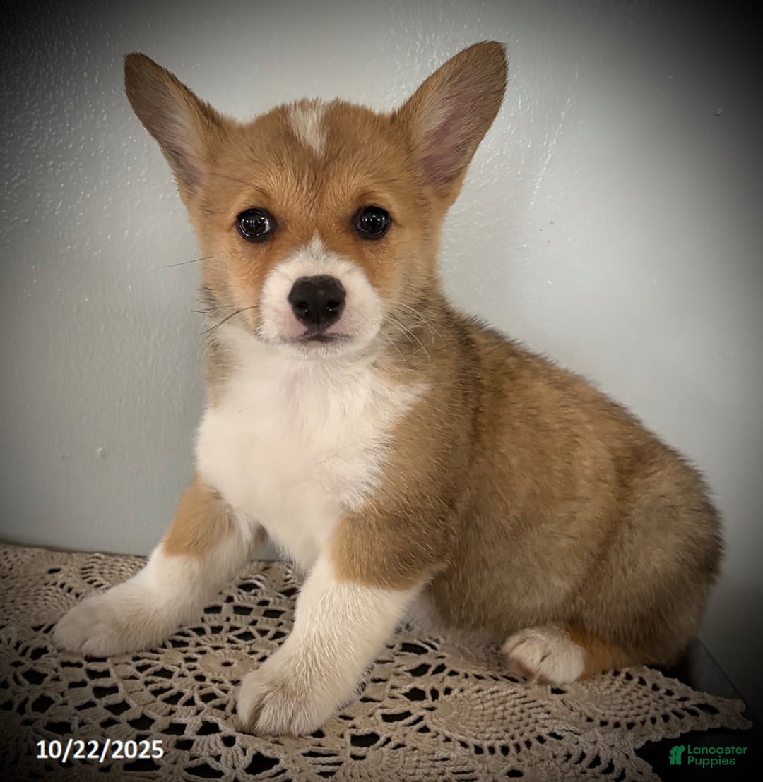 Welsh Corgi Pembroke dogs for sale: Paisley - Ad 3