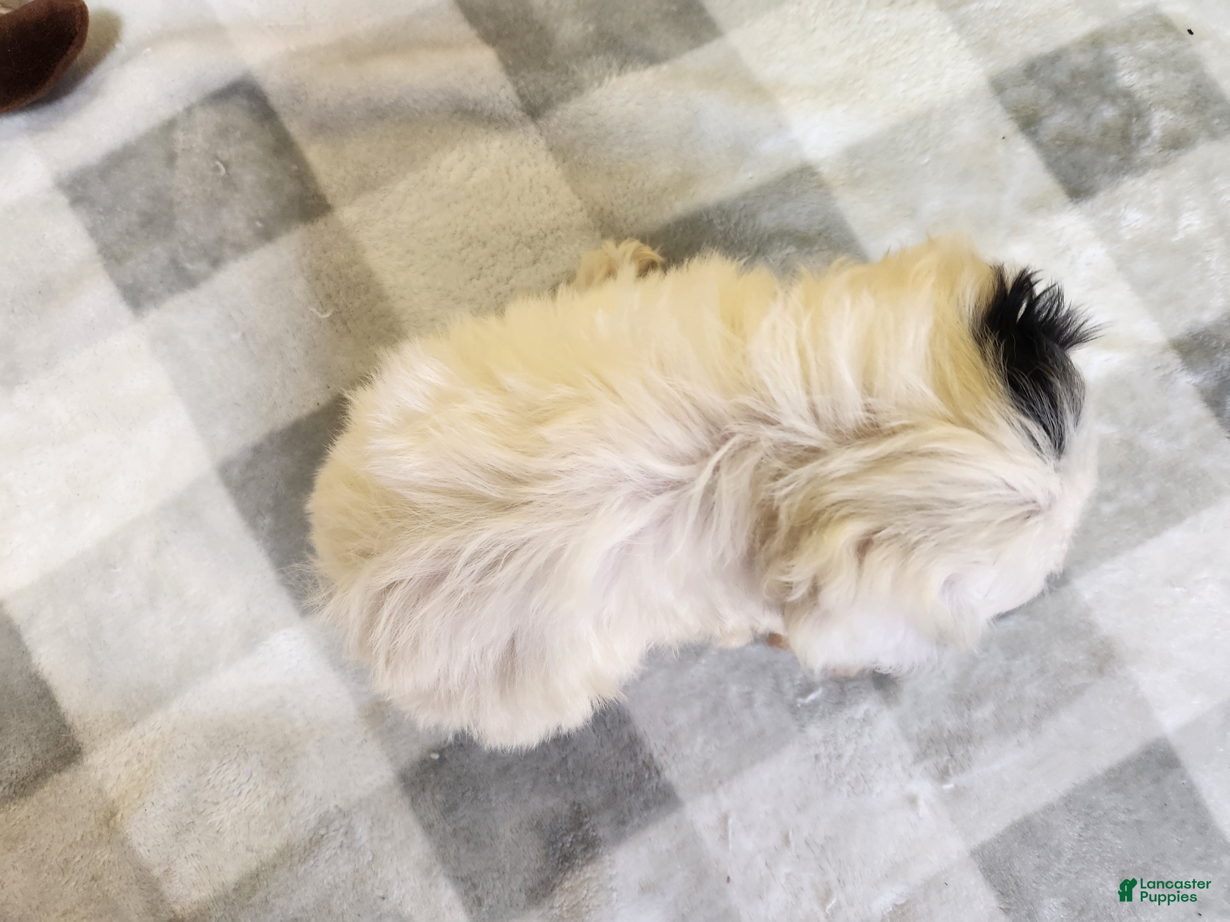 Teddy Bear dogs Clover - Ad 1