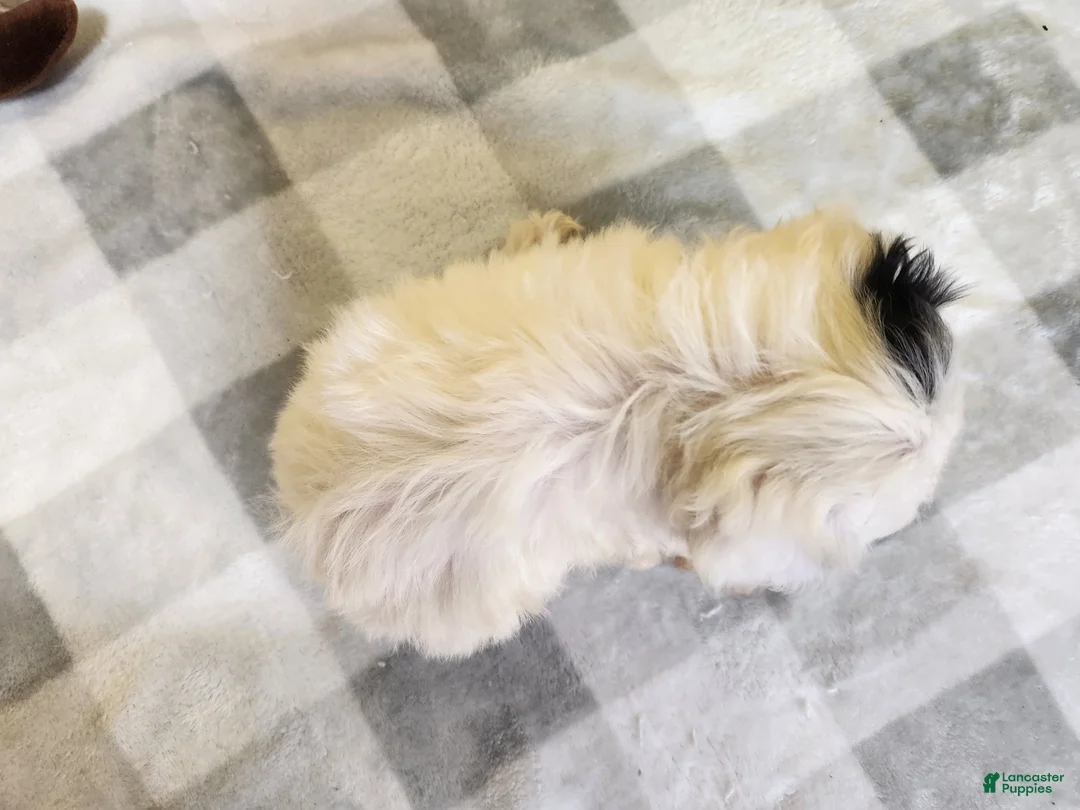 Teddy Bear dogs for sale: Clover - Ad 1