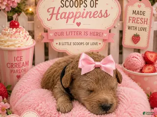 Mini Goldendoodle dogs Strawberry Shortcake 🍓 - Ad 2