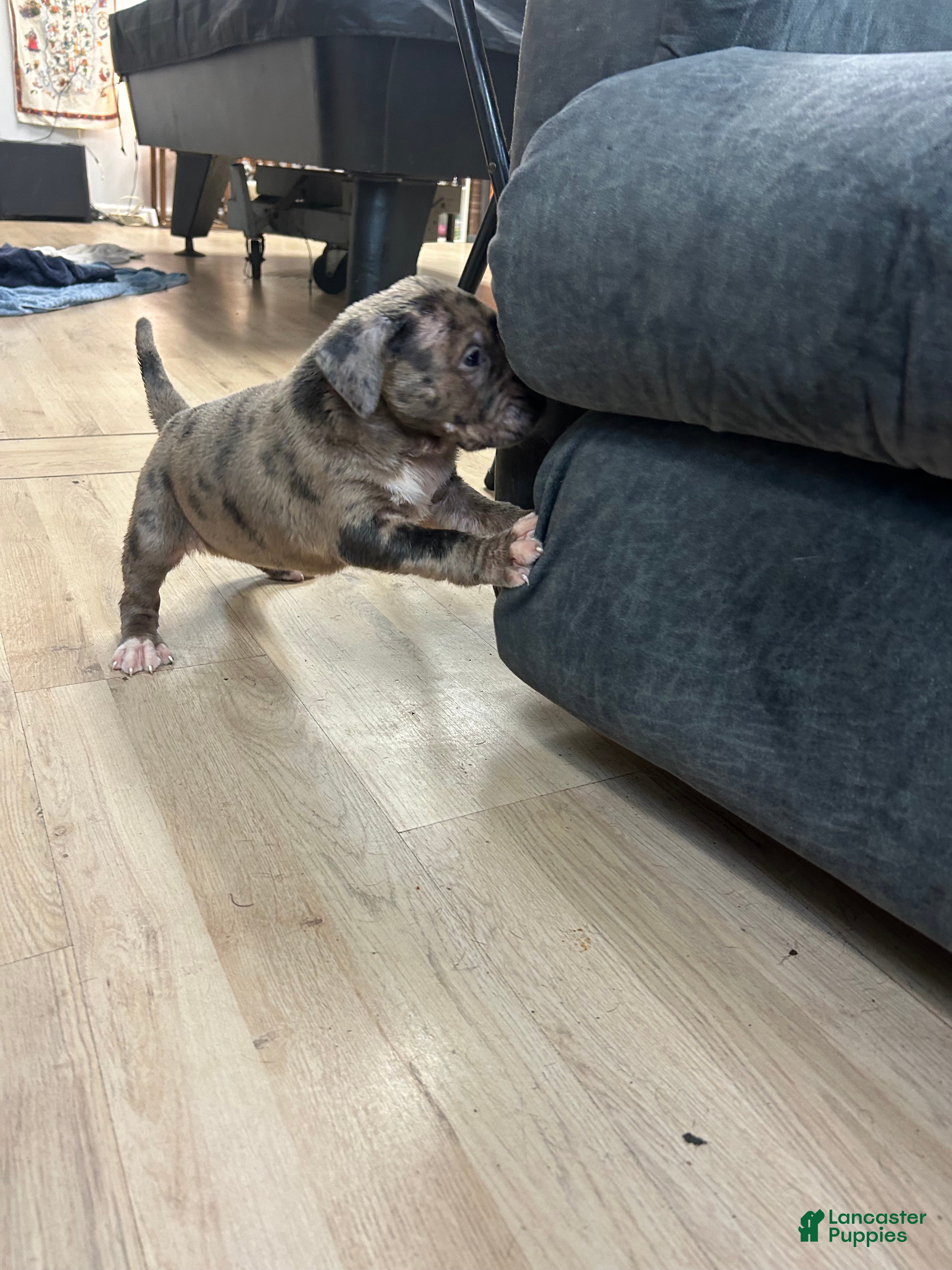 American Bully dogs American Bully Puppy 3 - Ad 2