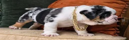 English Bulldog dogs for sale: Bubbles - Ad 6