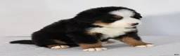 Bernese Mountain Dog dogs for sale: Rowan - Ad 3