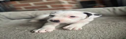 Mixed Breed dogs for sale: Titan - Ad 6