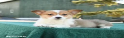 Welsh Corgi Pembroke dogs for sale: Scooter - Ad 4